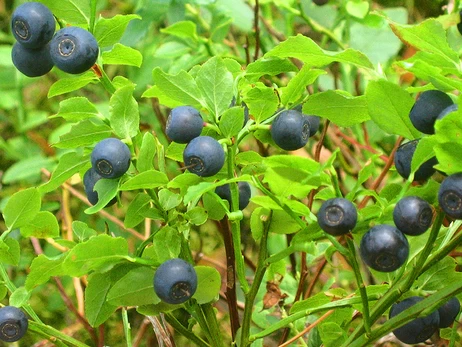 Ягода для всіх, хто працює за комп'ютером: чорниця зміцнює зір та пам'ять