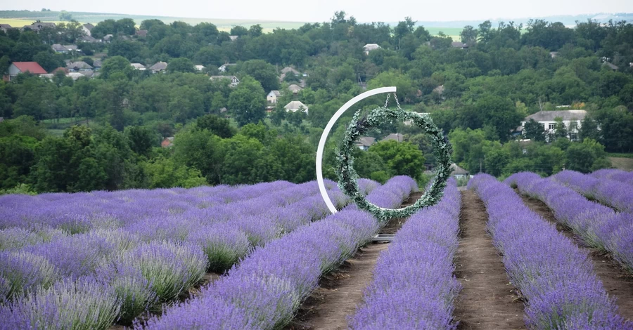 Де шукати «Прованс» в Україні: лавандова гора на Закарпатті та безкрає поле на Одещині