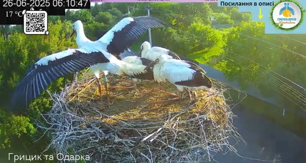 Птенцы Грицика и Одарки готовятся к первому полету