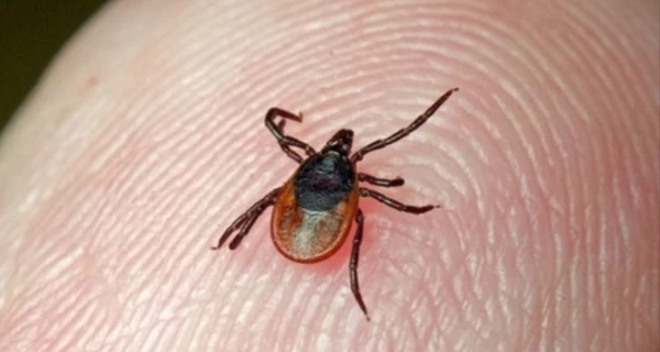 На Прикарпатье у клещей обнаружили возбудитель опасного заболевания – туляремии