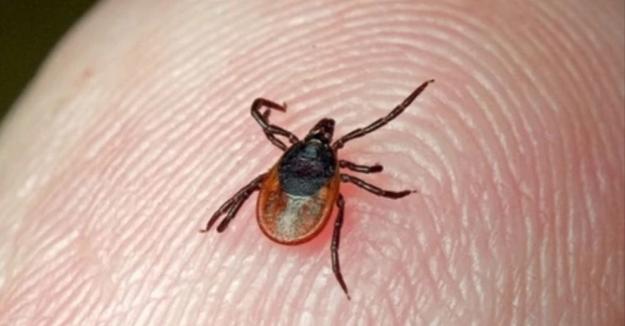На Прикарпатье у клещей обнаружили возбудитель опасного заболевания – туляремии