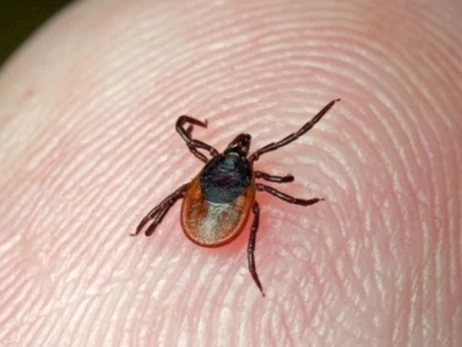 На Прикарпатье у клещей обнаружили возбудитель опасного заболевания – туляремии