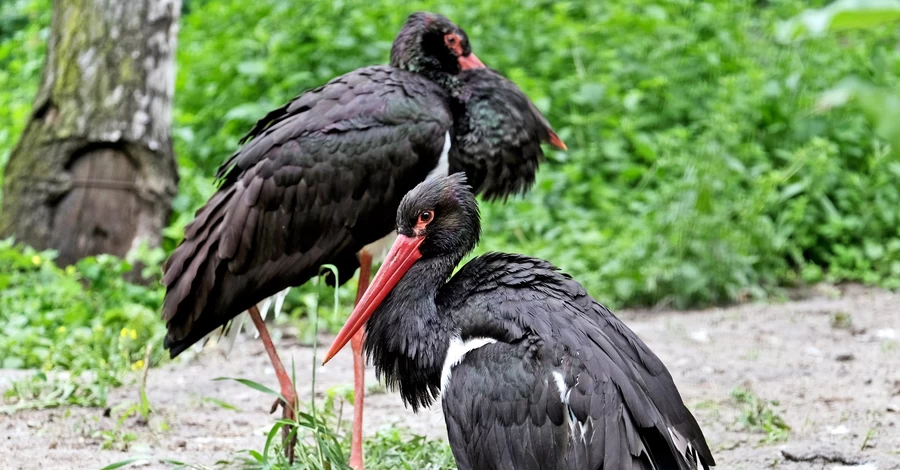 У КиївЗоо відзначили новосілля косарі, ібіси і журавлі