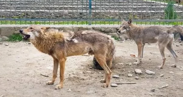 Зоозащитники обвиняют владельцев экопарка 