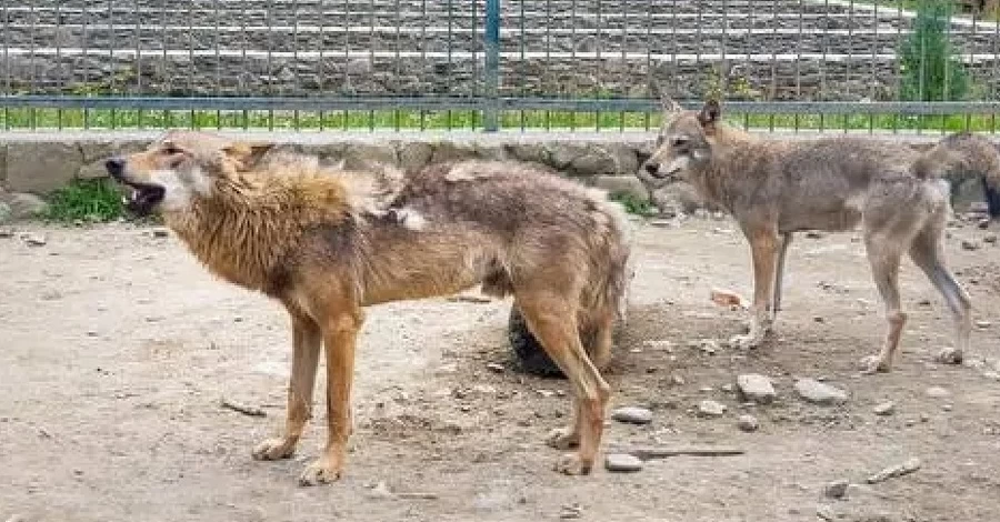 Зоозащитники обвиняют владельцев экопарка 
