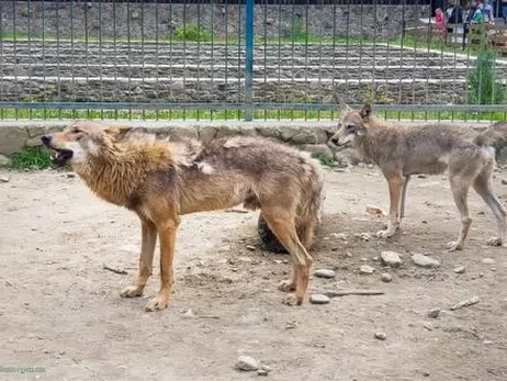Зоозащитники обвиняют владельцев экопарка 