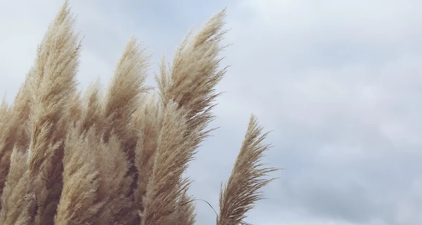 На выходных в Украине будет сильный ветер, а на юге и востоке - дожди с грозой