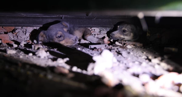 После обстрелов на Полтавщине спасли двух собак, оказавшихся под завалами