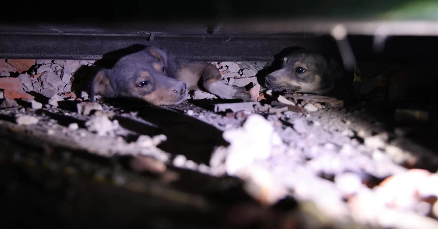 Після обстрілів на Полтавщині врятували двох собак, які опинилися під завалами