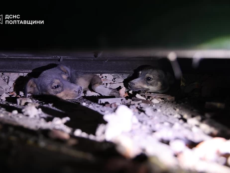 После обстрелов на Полтавщине спасли двух собак, оказавшихся под завалами