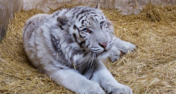 Белого тигра и трех львов из Киевской области отправят на реабилитацию в Европу