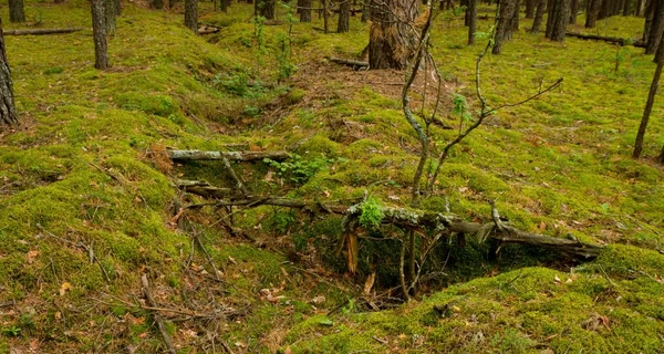 В Чернобыльской зоне нашли окопы времен Второй мировой войны