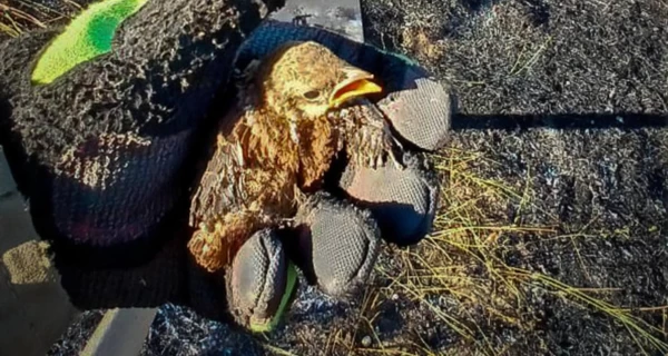 В Одесской области пожарные спасли обессиленного птенца