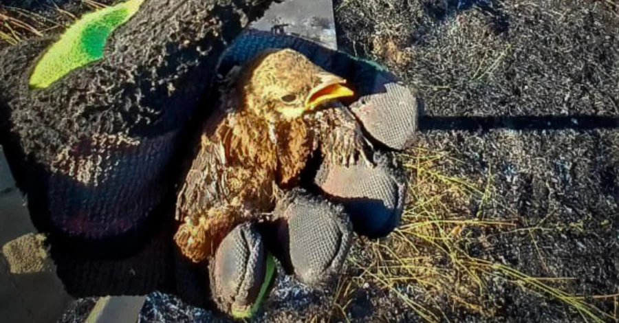 Пожежники Одещини врятували знесилене пташеня