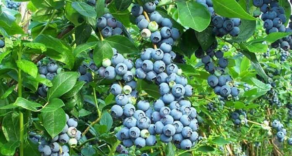 Лохина з характером: як ця ягода з екзотики перетворилася на суперзірку українського саду