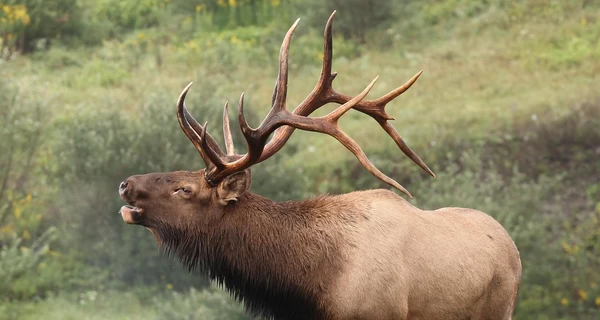 На Прикарпатье заметили редких лосей из Красной книги Украины