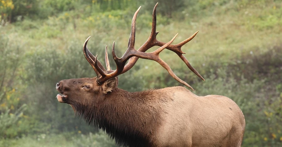 На Прикарпатті помітили рідкісних лосів із Червоної книги України