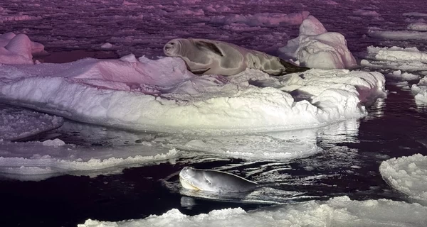 Полярники показали редкие кадры морского леопарда и тюленя