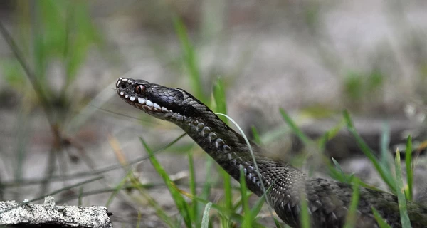 Во Львовской области 13-летний подросток попал в реанимацию из-за укуса змеи