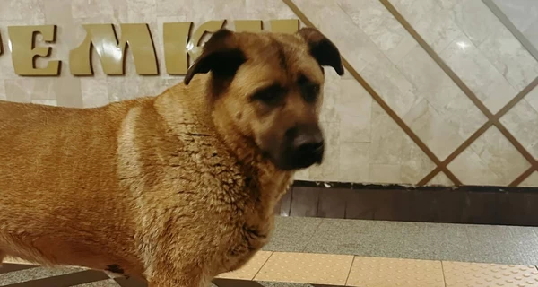 Киевляне показали, как уличные собаки прятались от обстрелов в метро