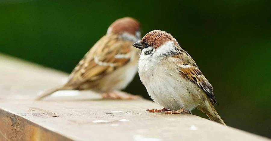 Будни городских птиц: воробьи исчезают, вороны голодают, а попугаи размножаются