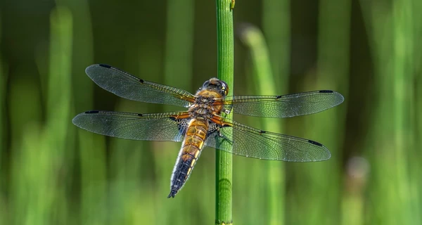 7 июля - какой сегодня праздник, что нельзя делать, все об этом дне