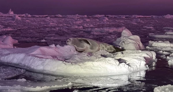 Украинские полярники показали как выглядит зимний океан возле станции 