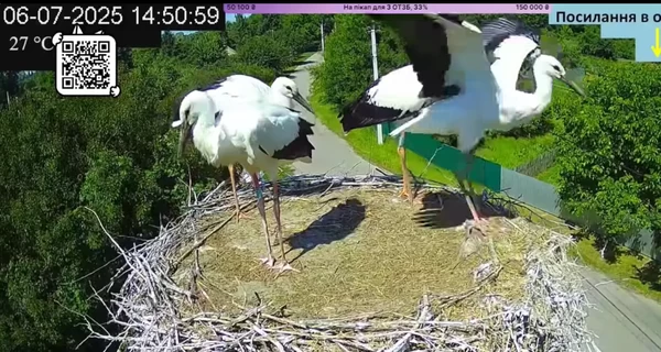 Старший птенец Одарки и Грицика впервые вылетел из гнезда