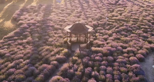 В Добропарке начался сезон цветения лаванды