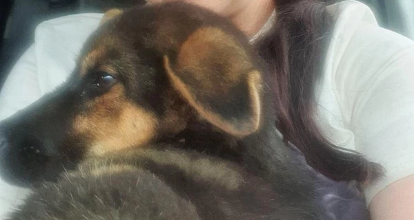 В Дружковке из-под завалов спасли щенка со сломанной лапой