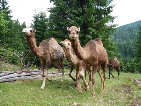 У Карпатах з'явилися верблюди: одногорбі, розумні і взагалі не плюються