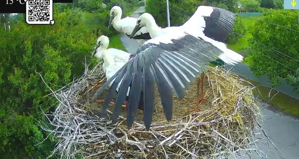Еще один птенец Одарки и Грицика впервые вылетел из гнезда