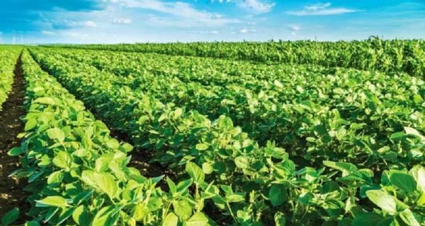 Украина потеряет 20% площадей под масличными культурами, если будет введена 10% экспортная пошлина - группа Лондонской фондовой биржи