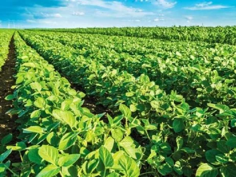 Украина потеряет 20% площадей под масличными культурами, если будет введена 10% экспортная пошлина - группа Лондонской фондовой биржи