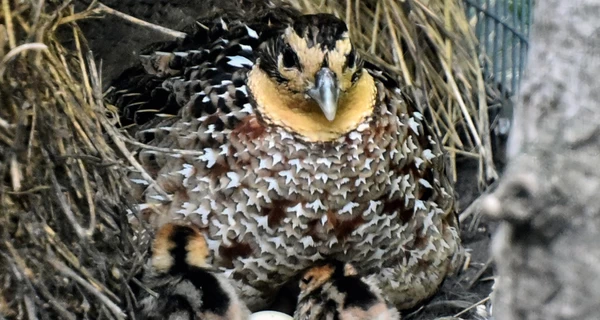 В Киевском зоопарке родились королевские фазаны