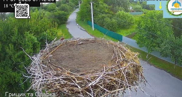 Все птенцы аистов Одарки и Грицика вылетели из гнезда
