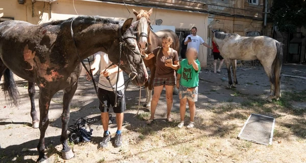 Российский удар по Одессе разрушил конюшню – погибла кобыла, еще одна ранена