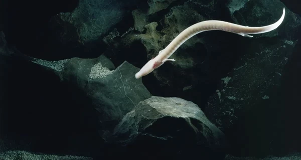 В водоемах Балкан ученые обнаружили саламандру, которая не двигалась 2569 дней