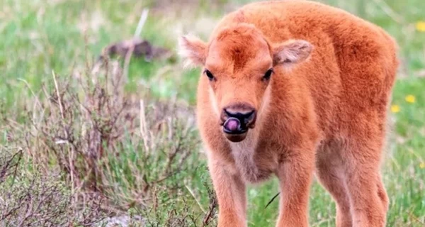 Редкое пополнение - в Николаевской области родился теленок бизона