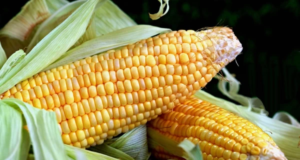 Сезон кукурудзи: як обрати смачну, таку, що швидко вариться і яка користь від цієї рослини