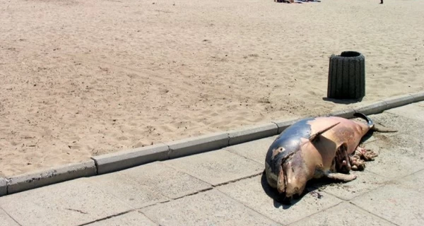 Чорне море може стати мертвим: тисячі креветок, крабів, скатів, дельфінів викинуті на берег