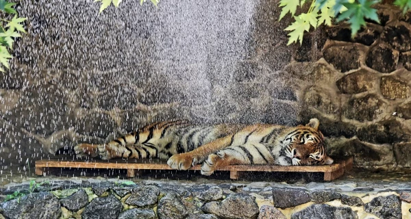 Киевский зоопарк показал, как медведи и слоны спасаются от жары