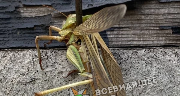 Полчища саранчи замечены в Запорожской области - насекомые уничтожают урожай и пугают людей