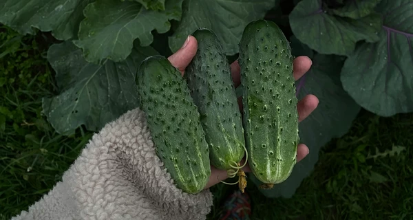 Чому домашні огірки гіркі та як прибрати з них гіркоту