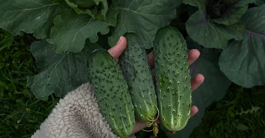 Почему домашние огурцы горькие и как убрать из них горечь
