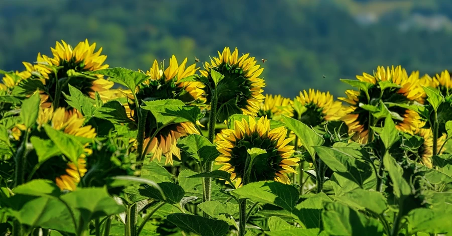 В Украину возвращается жара, но будут дожди с грозами – прогноз на 22 июля