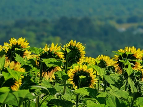 До України повертається спека, але будуть дощі з грозами - прогноз на 22 липня