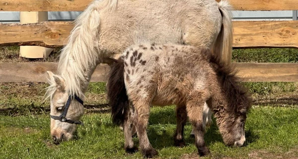 Пони, потерявший зрение из-за обстрела, воссоединился с подругой в киевском приюте