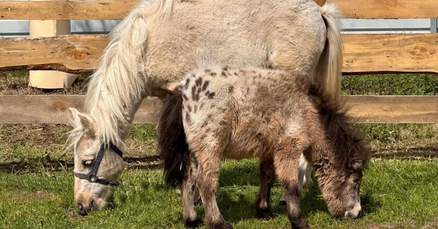 Поні, який втратив зір через обстріл, воззʼєднався з подругою у київському притулку