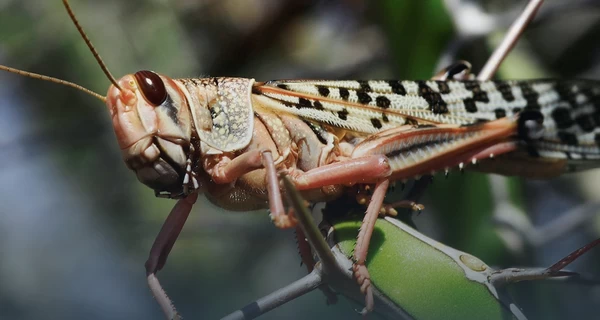 На юге Украины нашествие саранчи - больше всего страдают Херсонская и Запорожская области